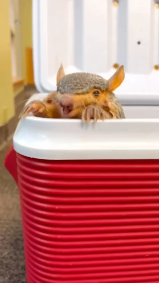 Rose, the screaming hairy armadillo! #cuteanimals #armadillo #cincinnatizoo