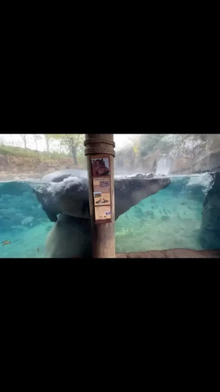 Fiona gets stuck trying to swim over top of Tucker! You’ve got it Fi!! #hippo #cincinnatizoo #animals #funnyanimals