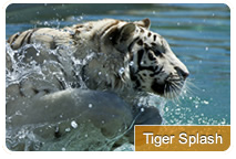 Photo of Tiger Splash