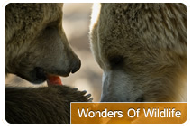 Photo of Wonders of Wildlife